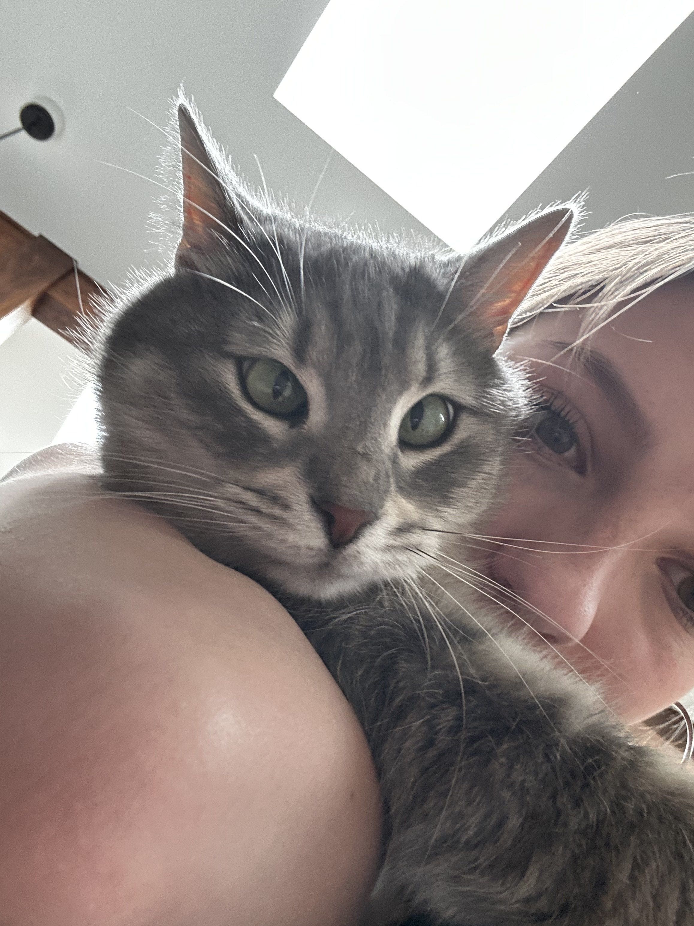 Missing Cat Photo 1