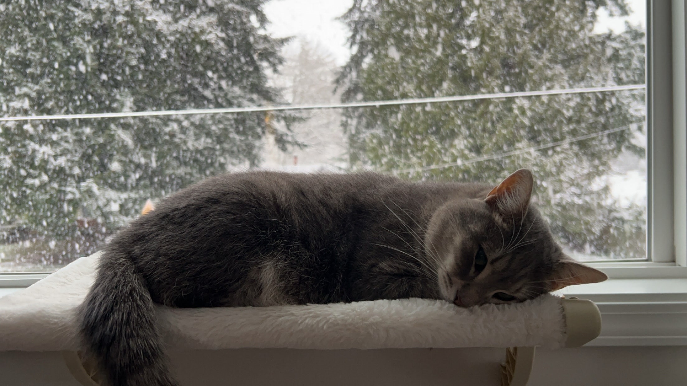 Missing Cat Photo 2