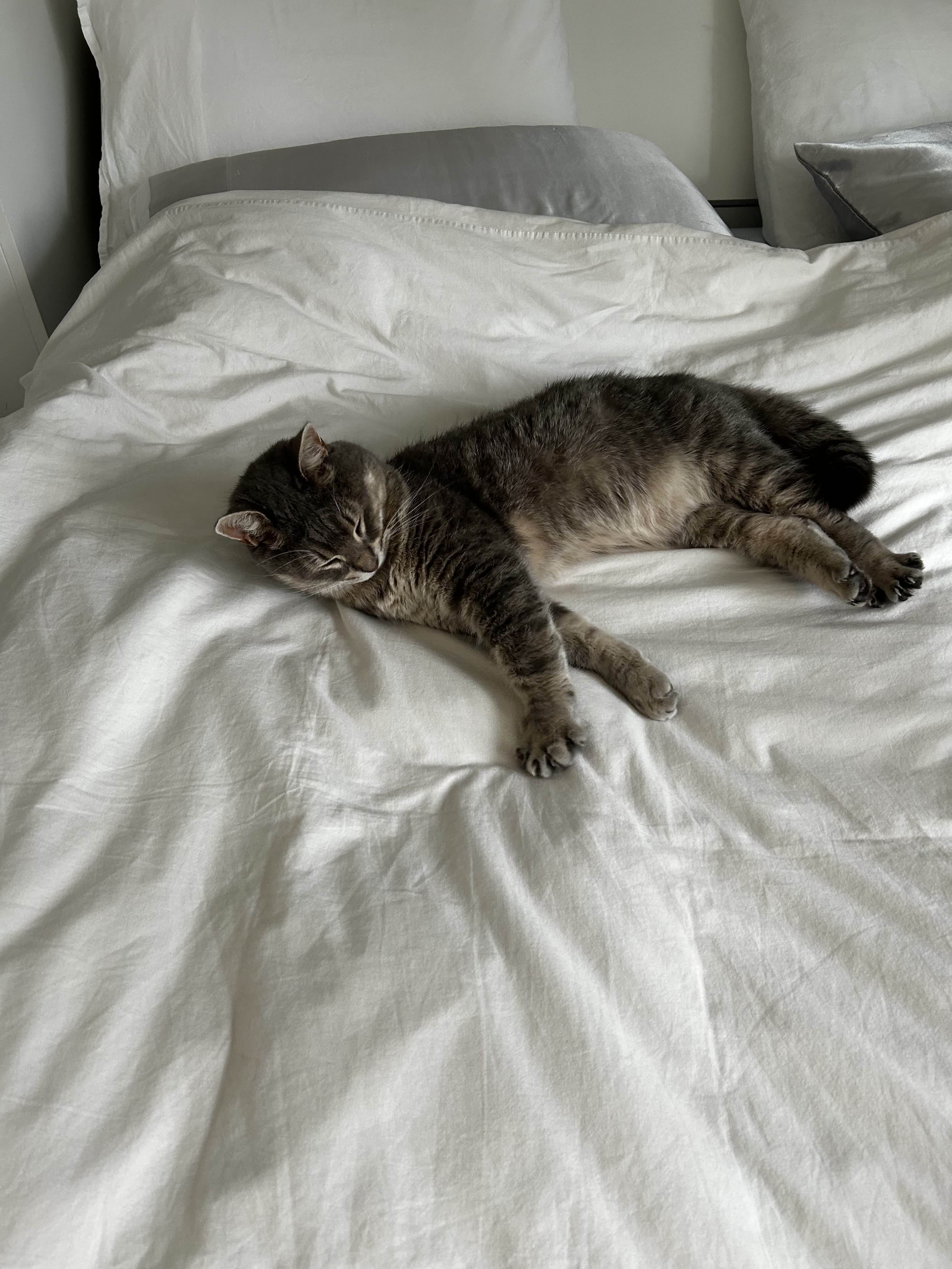 Missing Cat Photo 3