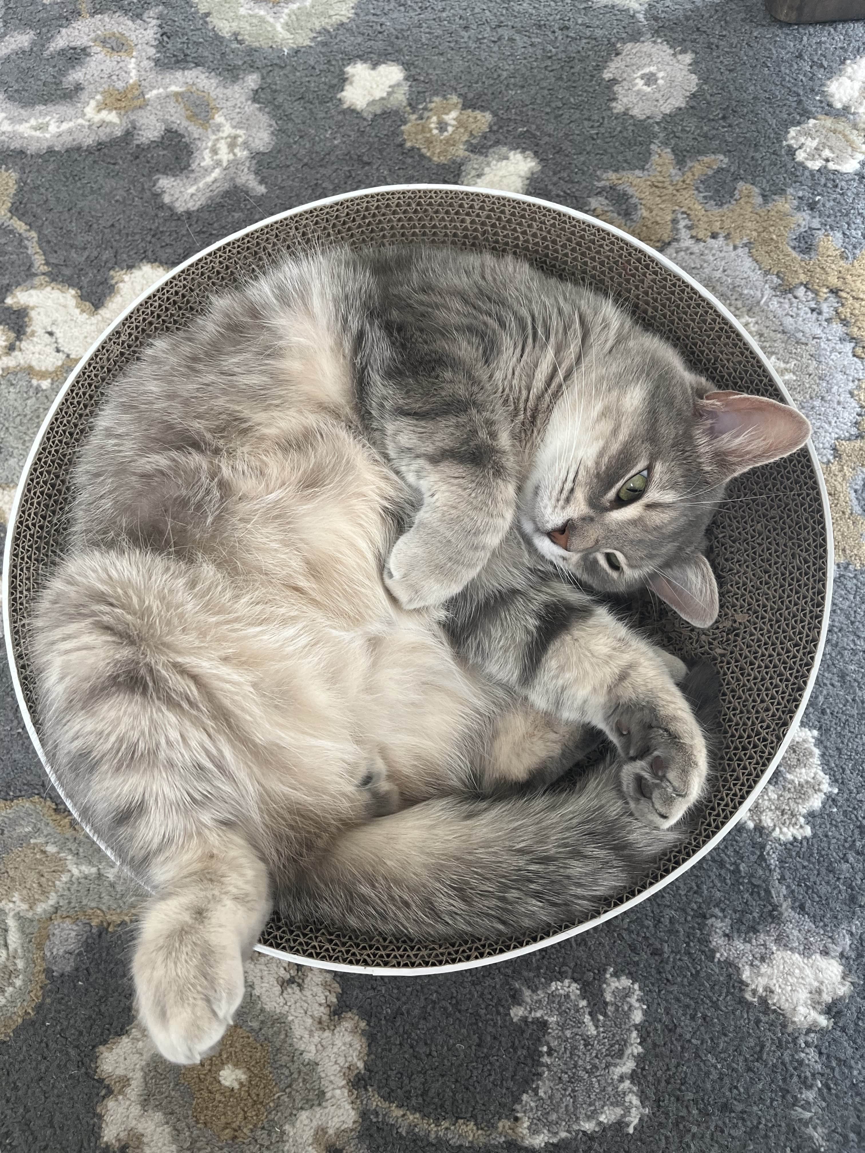 Missing Cat Photo 5