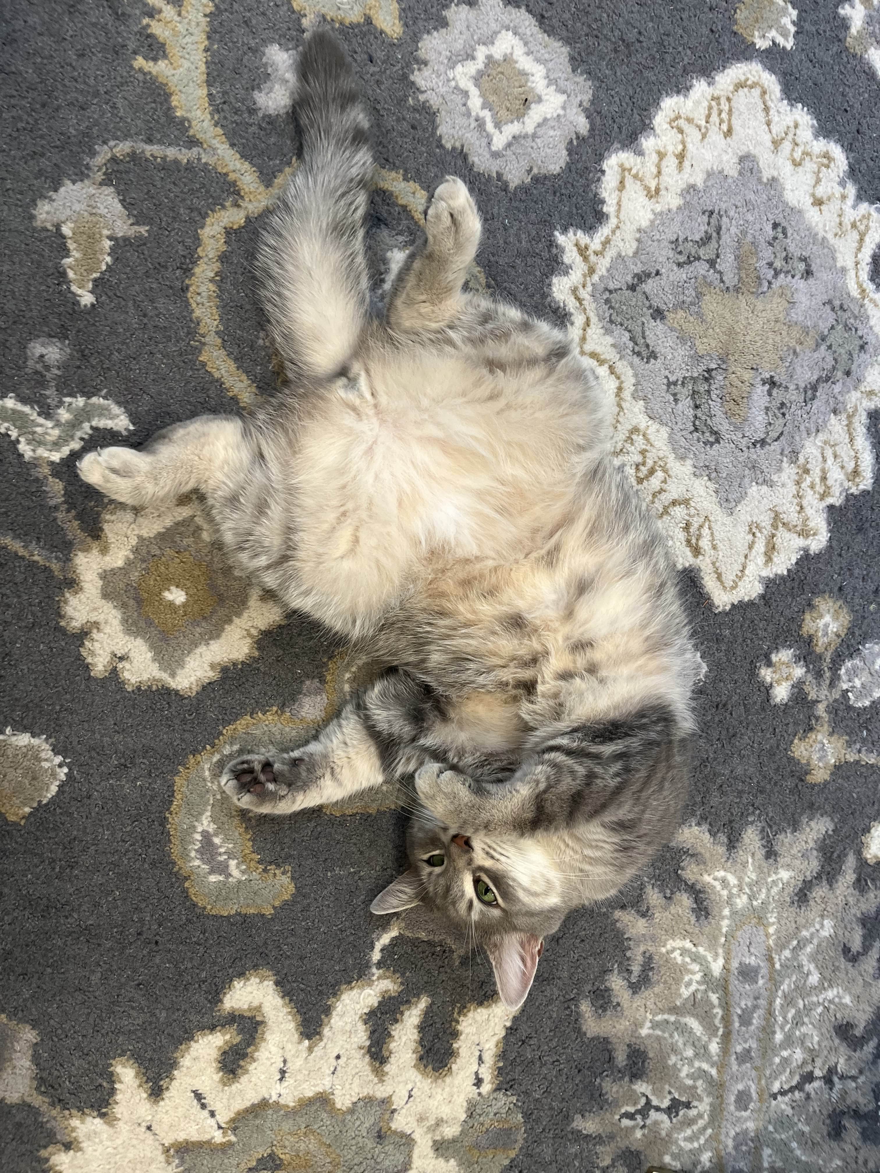 Missing Cat Photo 6