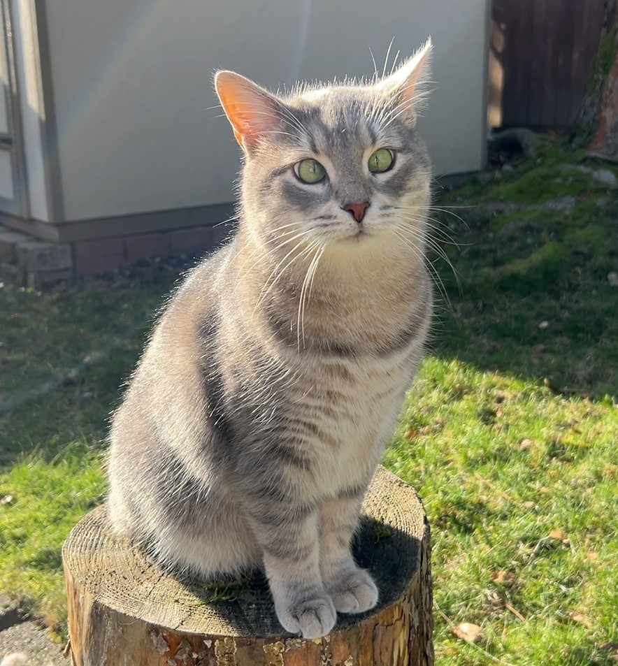 Missing Cat